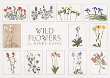 wildflower_notes_lrg