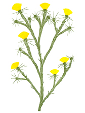 weeds_578_Yellow-Star-Thistle_lrg