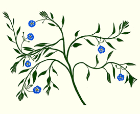 wildflowers_458_Blue-Witch_lrg