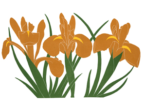 irisis_506_Brown-Iris_lrg