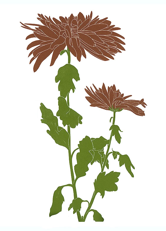 flower print chrysanthenums