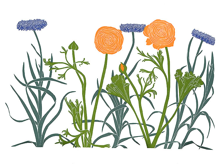 flower print ranunculus cornflower