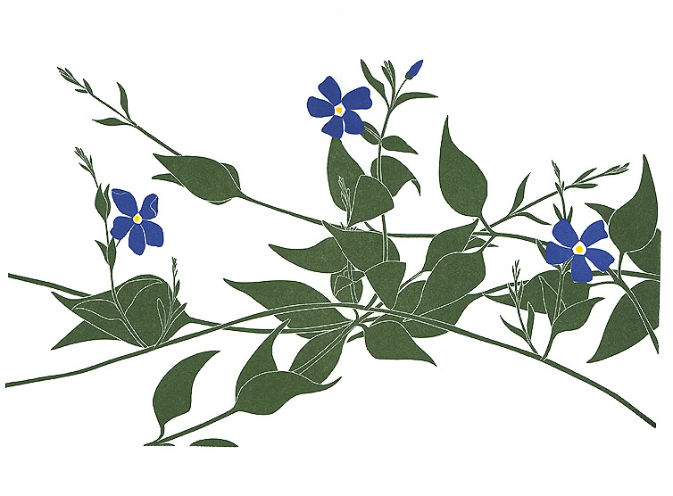 flower print periwinkle