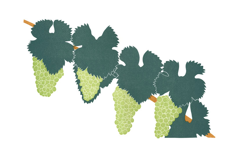 grape print chardonnay