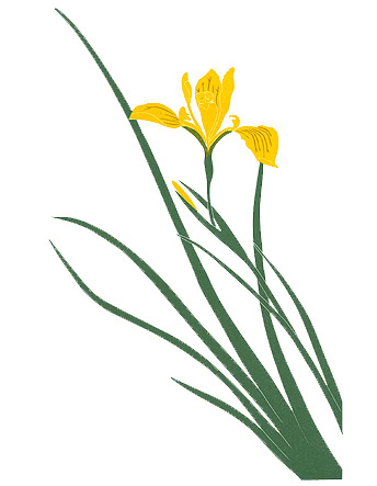 iris print bracteata