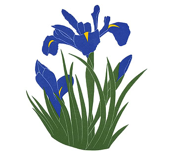 iris print blue iris