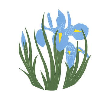 iris print light blue iris