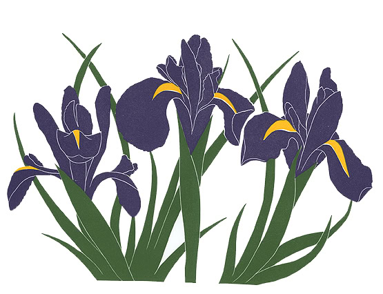 iris print purple iris
