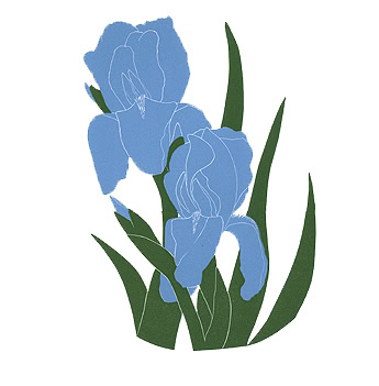 iris print blue iris