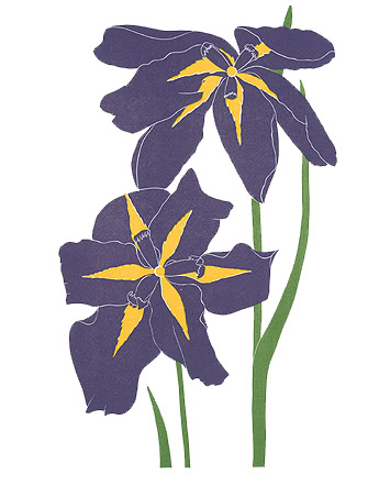 iris print kaempferi