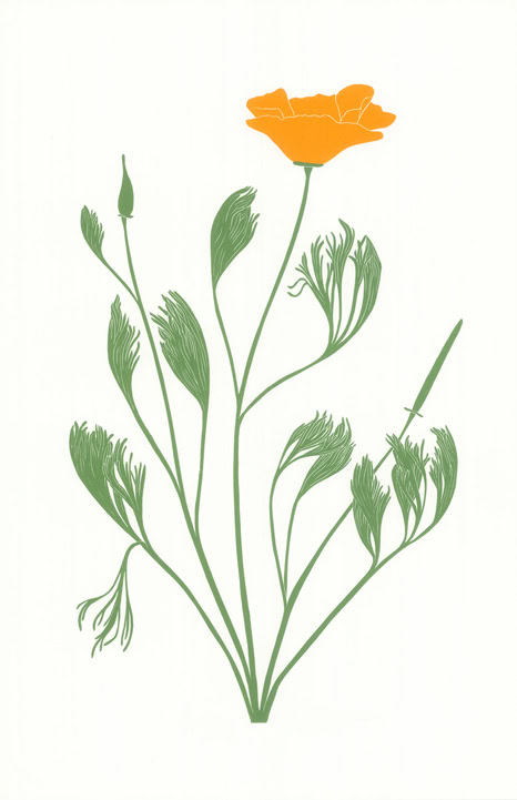 CA poppy print 
