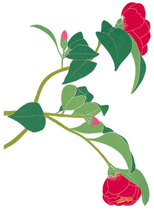 tree and shrub prints camelias