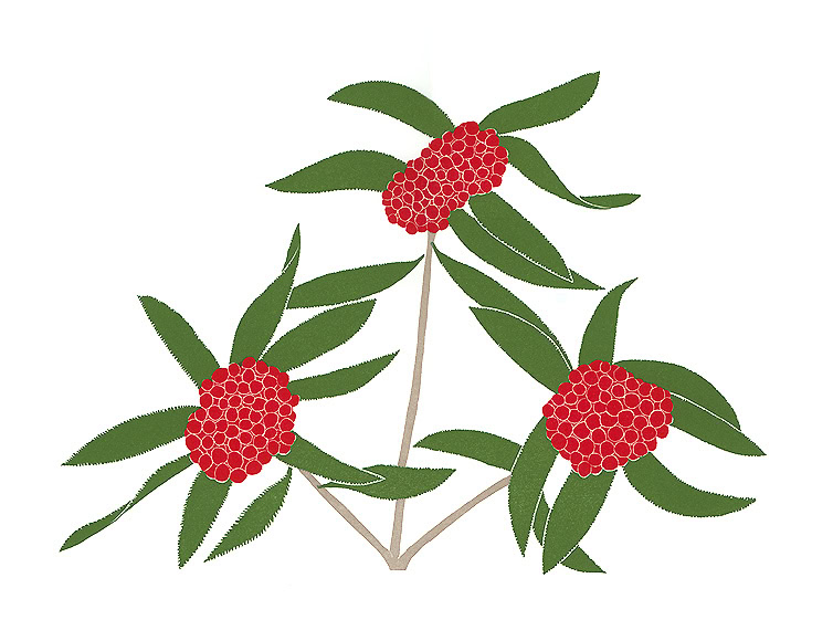 tree and shrub prints toyon