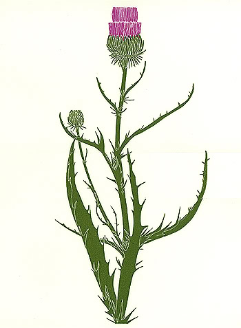 weed print thistle