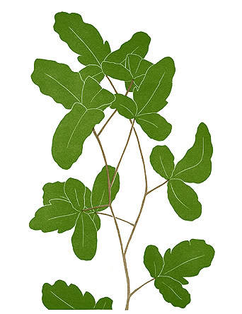 weed print poison oak