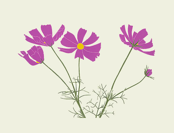 wildflower print cosmos