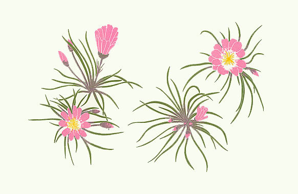 wildflower print bitterroot