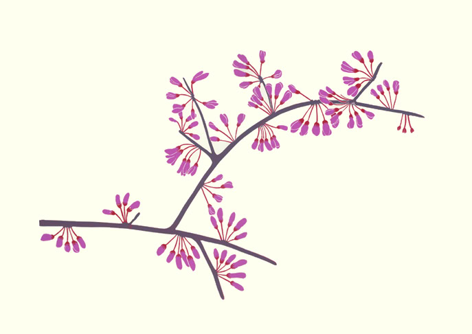 wildflower print Redbud